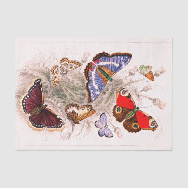Seda Lenço de papel da borboleta (Frente )