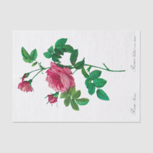 Seda Lenço de papel de Redoute Rosa Inermis