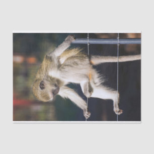 Seda Lenço de papel parvo do macaco