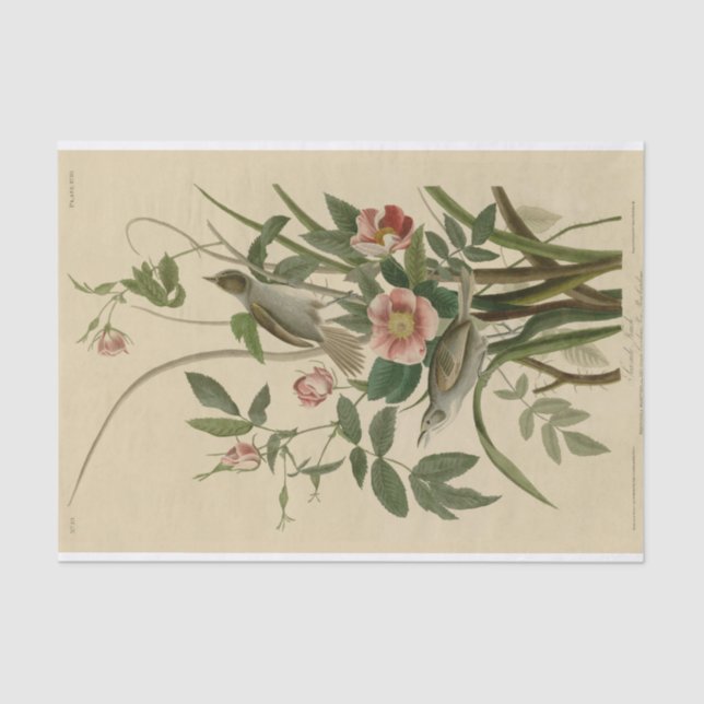 Seda Lenço de papel romântico dos pássaros e dos rosas (Frente )