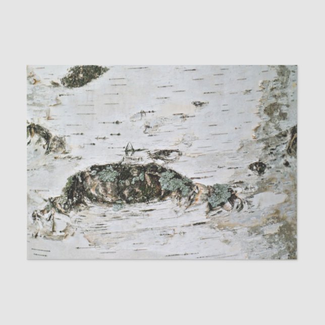 Seda Madeira de vidoeiro do lenço de papel da natureza (Frente )