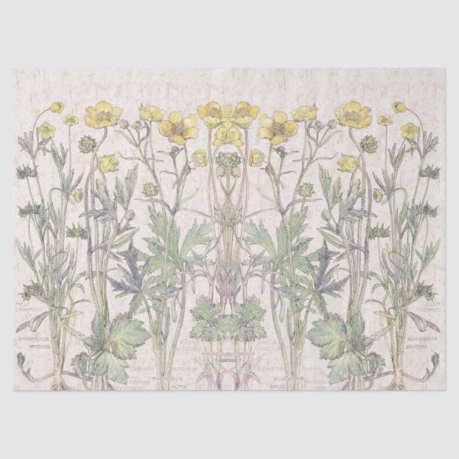 Seda O ranúnculo botânico floresce o lenço de papel (Frente )