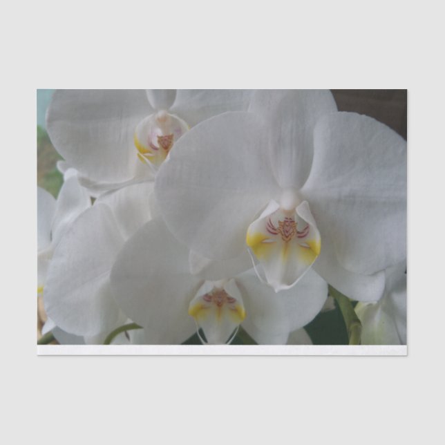 Seda Orquídeas brancas de mariposas no papel tecidular (Frente )