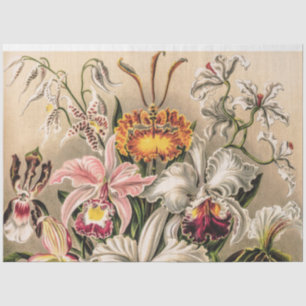 Seda Orquídeas de Ernst Haeckel Discutindo Papel Tecido