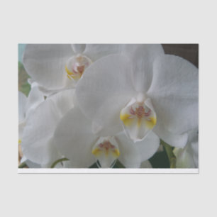 Seda Orquídeas de traça brancas no lenço de papel
