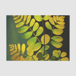 Seda Papel de dissociação da FERN MIDNIGHT