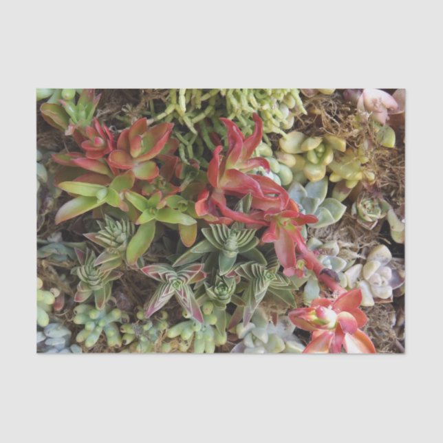 Seda Papel de Tecido Bem-Suculto (Frente )