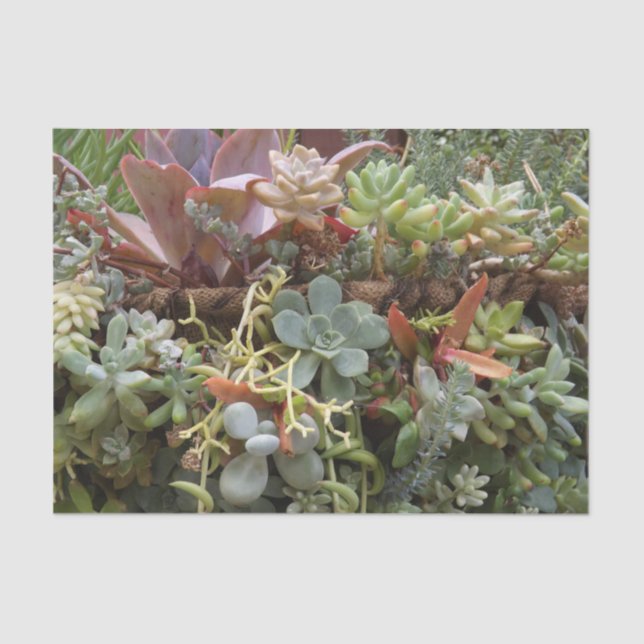 Seda Papel de Tecido Bem-Suculto (Frente )