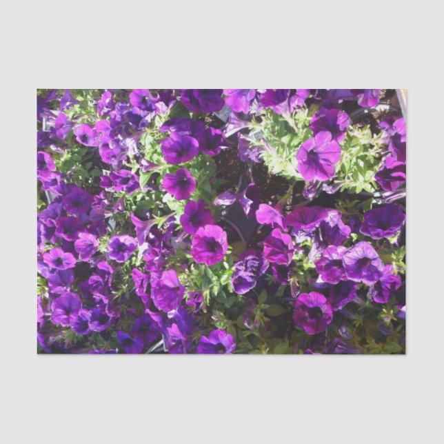 Seda Papel de Tecido de Flor de Petunia Roxo (Frente )