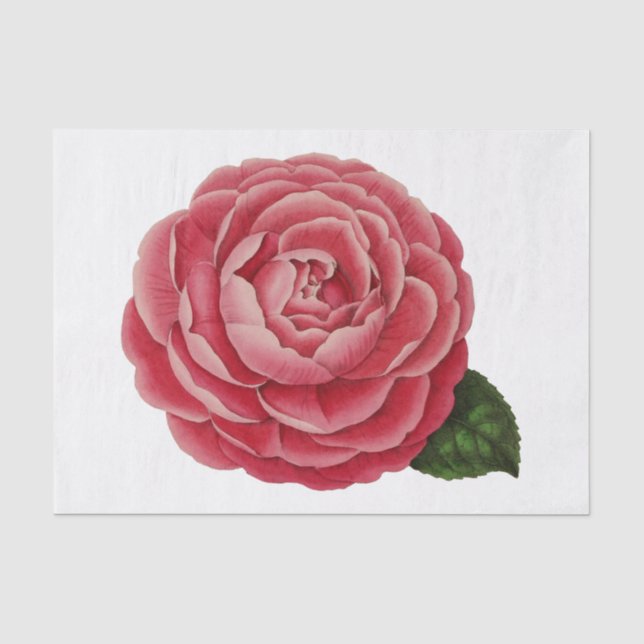 Seda Papel de Tecido Floral Camellia #1 (Frente )