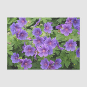 Seda Papel de Tecido Geranium da Cranesbill