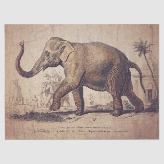 Seda Papel de Tecido ou Decoupage de Elefante (Frente )