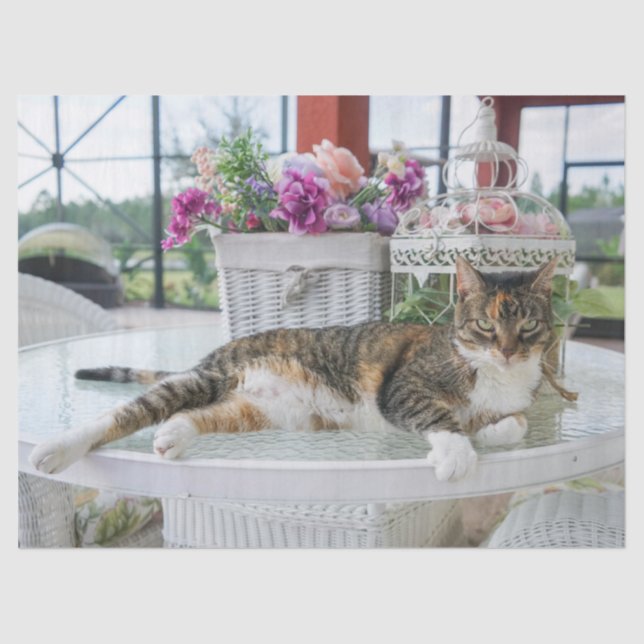 Seda Papel de tecido para gatos primaveras (Frente )