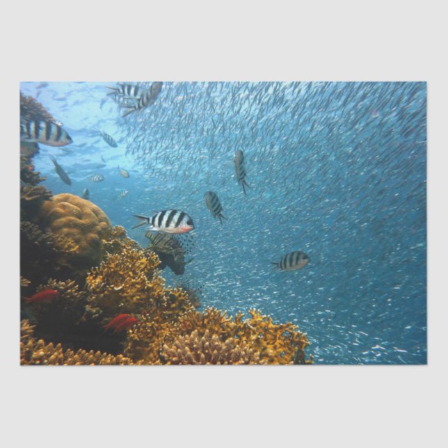 Seda papel de tecidos da vida marinha (Frente )