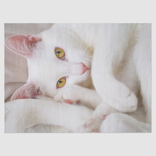 Seda papel de tecidos de gatinho (Frente )