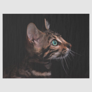 Seda papel de tecidos de gatinho