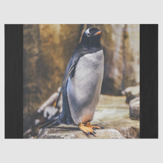 Seda papel de tecidos de pinguins solitários (Frente )