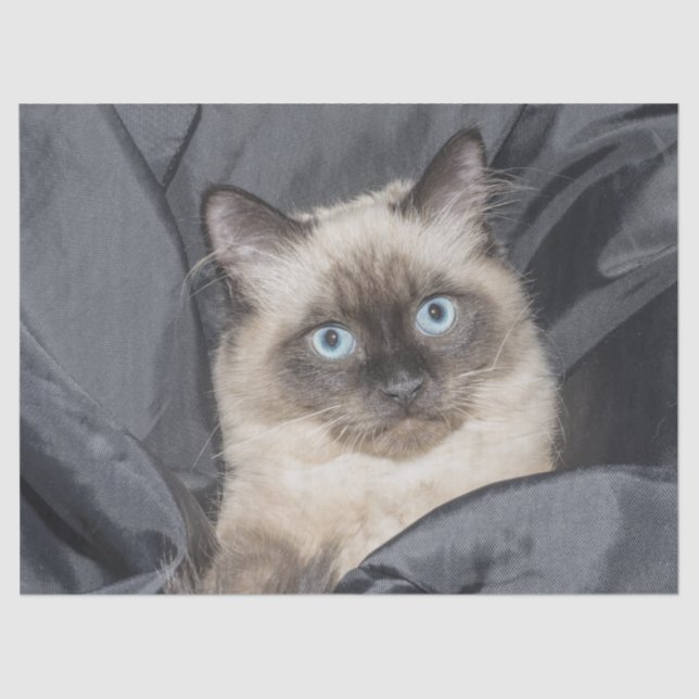 Seda Papel de tecidos gatinhos siameses (Frente )