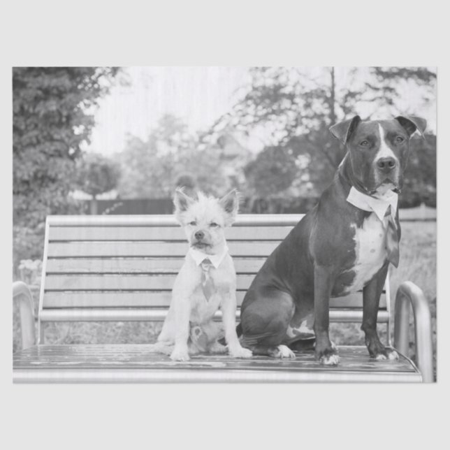 Seda Papel de tecidos para casamentos de cães (Frente )