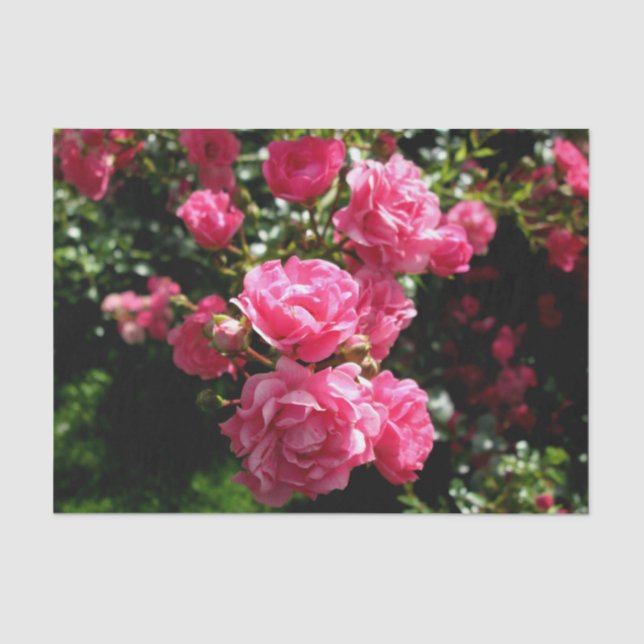 Seda papel de tecidos rosas rosa (Frente )