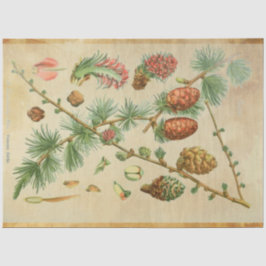 Seda Papel Decoupage do Pinho de Natal