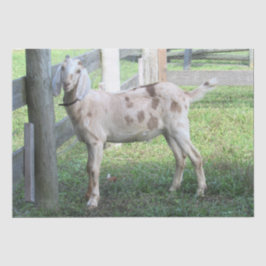 Seda Papel em tecido branco de cabeça chata em forma de