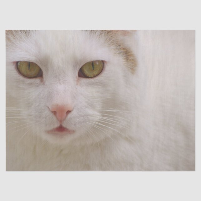 Seda papel para tecidos de gatinho creme (Frente )