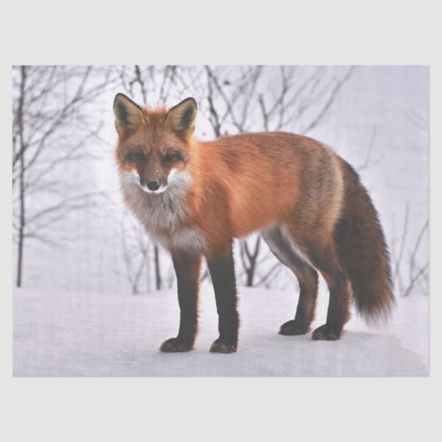 Seda papel para tecidos de raposa da floresta (Frente )