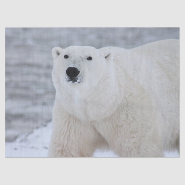Seda papel para tecidos de ursos árcticos (Frente )