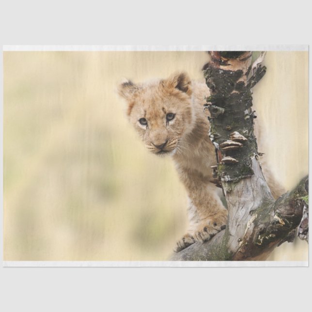 Seda Papel Tecido de Decoupage do Cubo Lion (Frente )