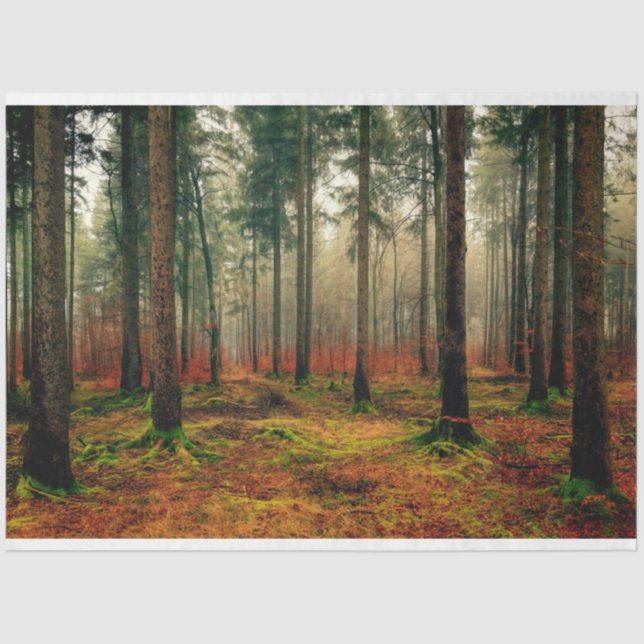 Seda Papel Tecido de Decoupage do outono 16 da Floresta (Frente )