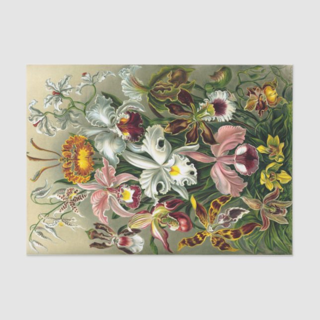 Seda Papel Tecido de Ernst Haeckel Orchidaceae (Frente )
