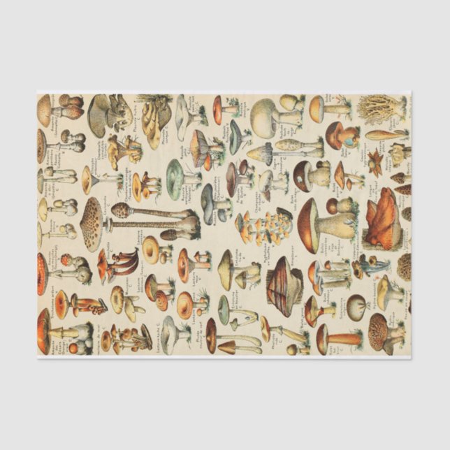 Seda Papel Tecido para Coleta de Cogumelos (Frente )