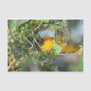 Seda Papel tecidular com a imagem de Weaver Bird