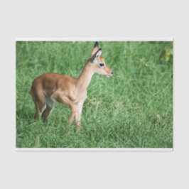 Seda Papel tecidular com imagem de Baby Impala