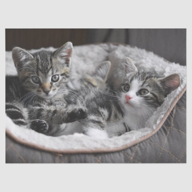 Seda papel tecidular de gatinhos bebês (Frente )