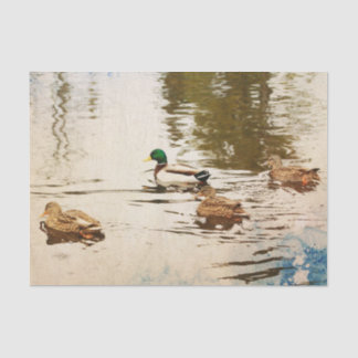 Seda Papel tecidular de patos-reais