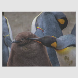 Seda papel tecidular imperador de pinguins