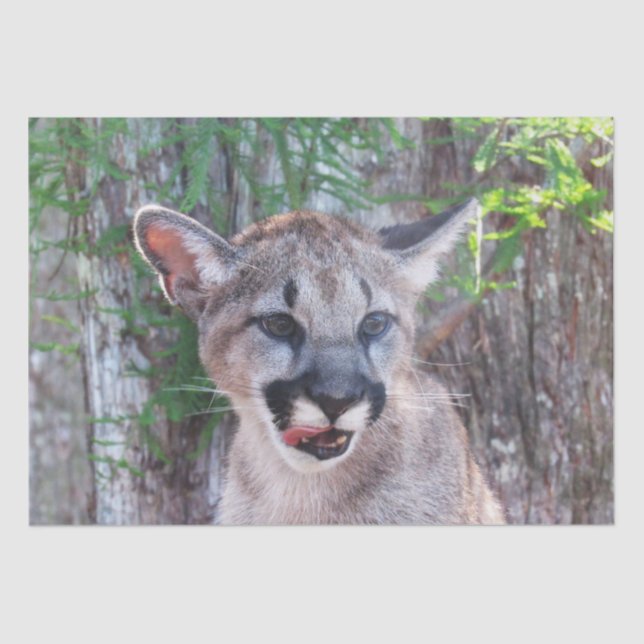 Seda Papel tecidular/papel de dissociação do cubo do ch (Frente )