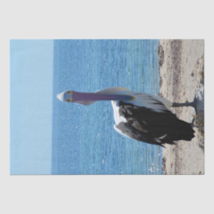 Seda Pelican Com O Papel "Olhar", De Presente