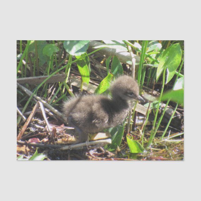 Seda Pintinho De Limpkin - Papel Tecido De Pássaro Na F (Frente )
