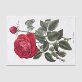 Seda Rosa vermelha 10" floral X 15" lenço de papel