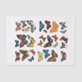 Seda Separação da borboleta de Papel Tecido