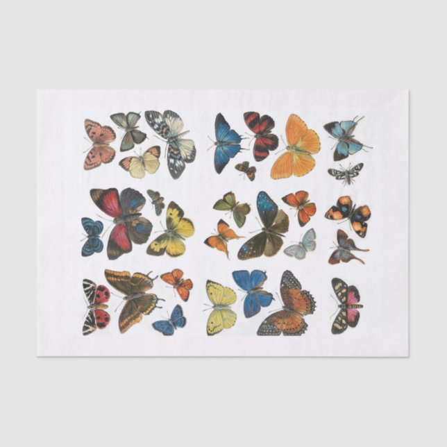 Seda Separação da borboleta de Papel Tecido (Frente )