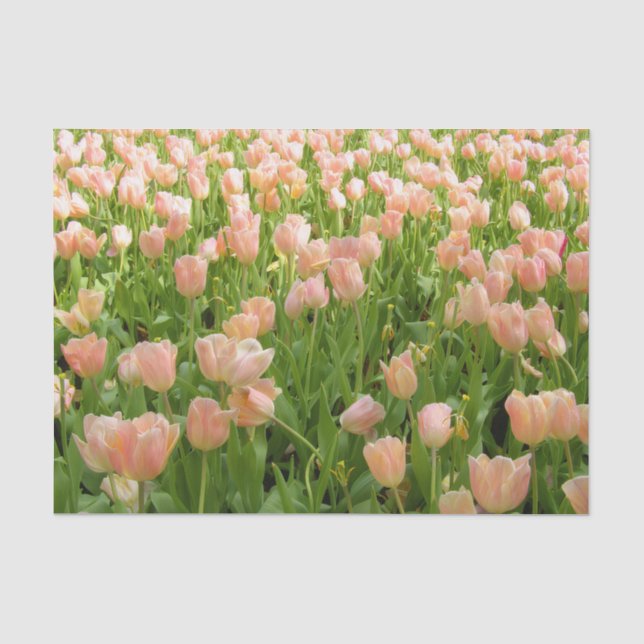 Seda Tulipas Rosa no Papel Tecido de Primavera (Frente )
