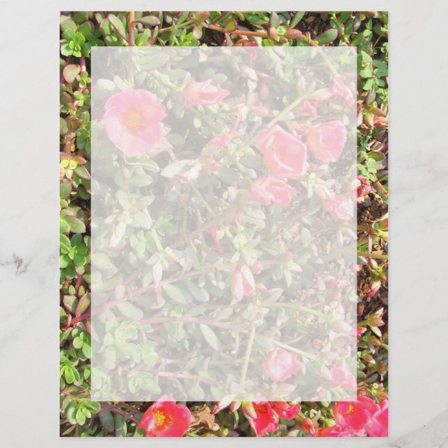 Sedum (Frente)