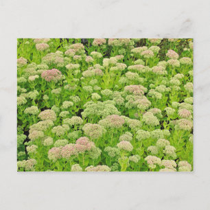 Sedum 'Autumn Joy' no fim de agosto Cartão postal
