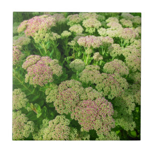 Sedum do "alegria outono "