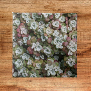 Sedum Spathulifolium Succulium Floral