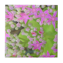 Sedum Suculto Rosa Quente com Folhas Verdes Inchad